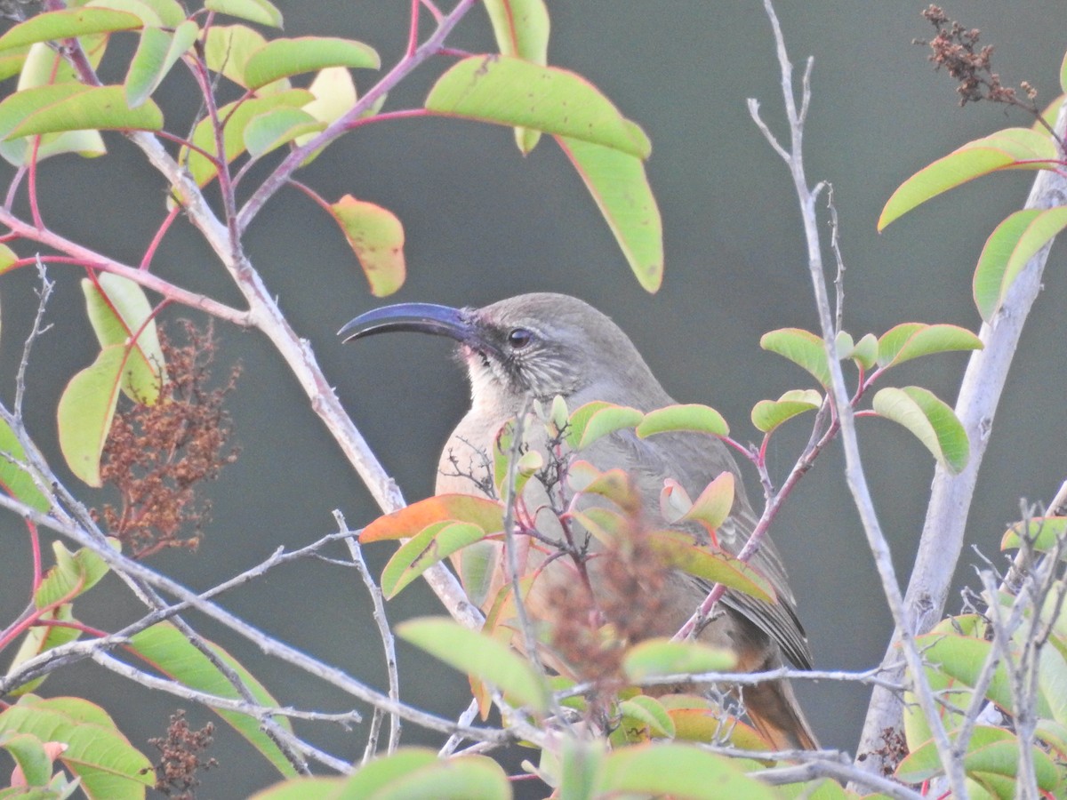 California Thrasher - ML644476654