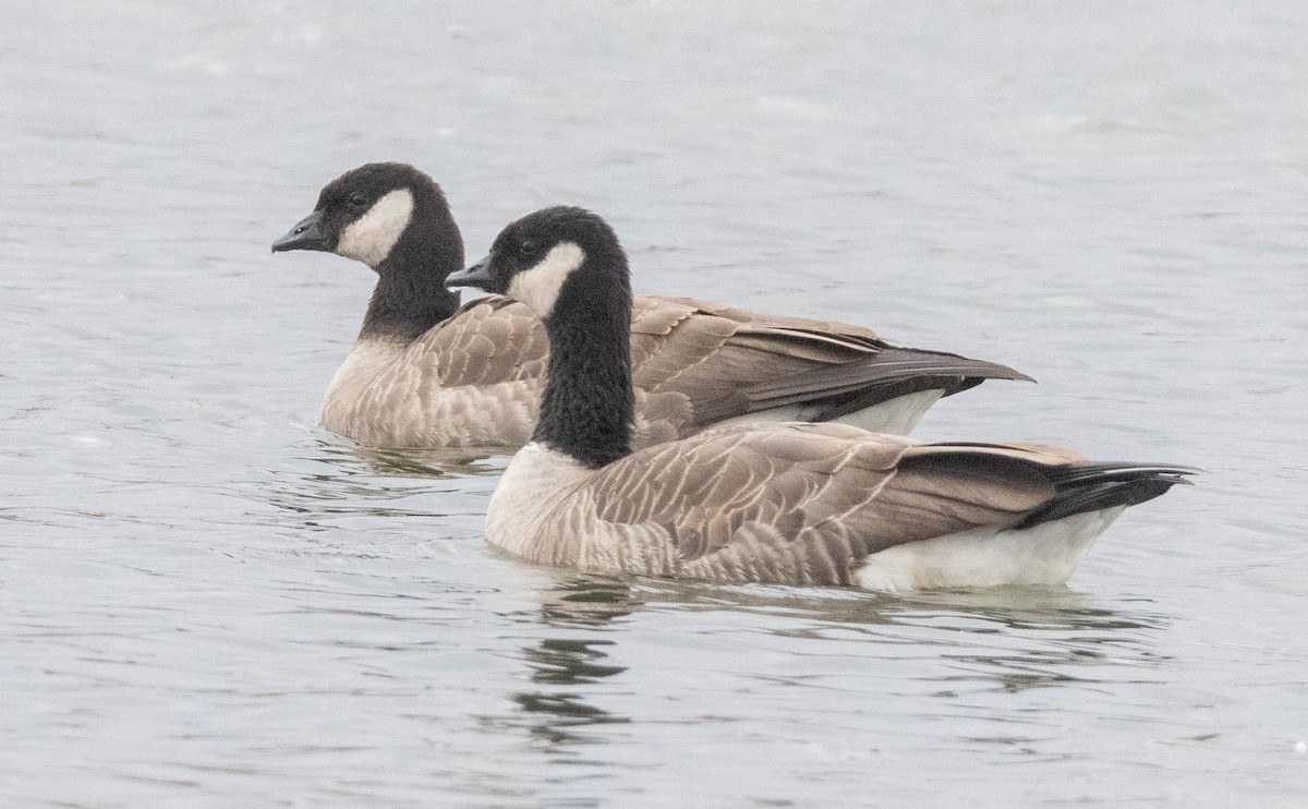 Branta kanadar txikia - ML644476655