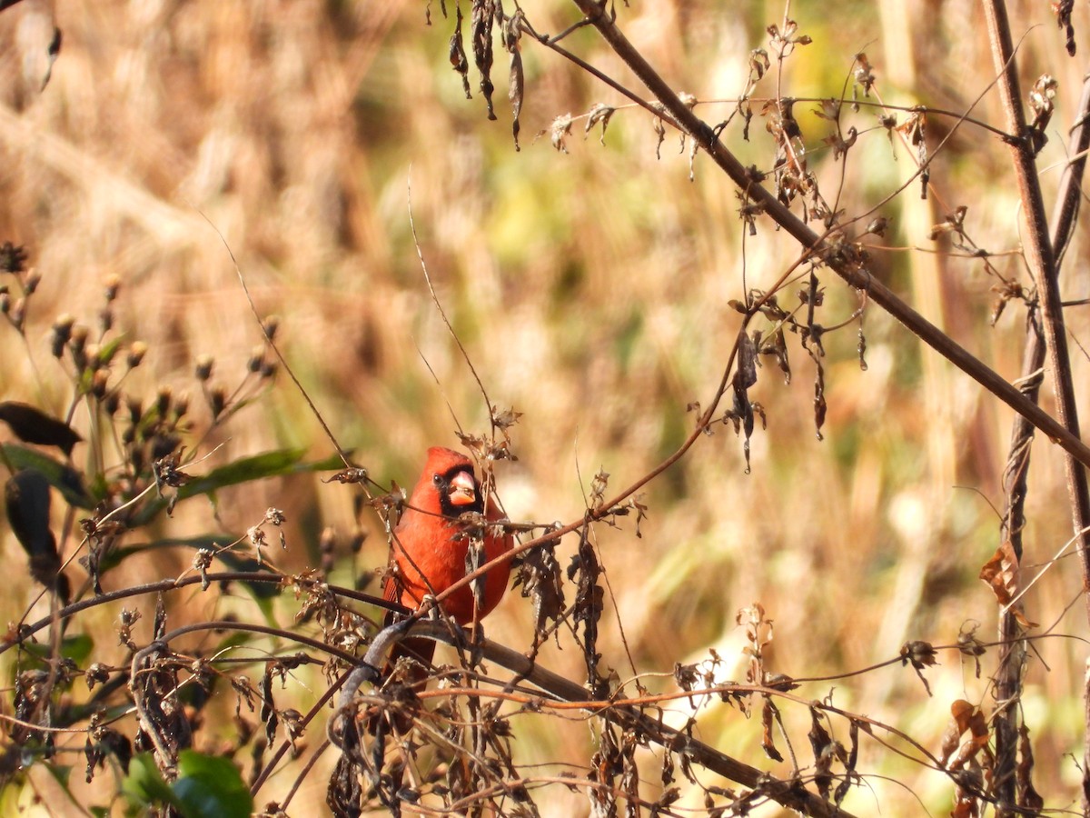 Kardinal arrunta - ML644476660