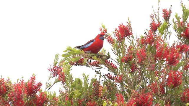 Crimson Rosella (Crimson) - ML644476661
