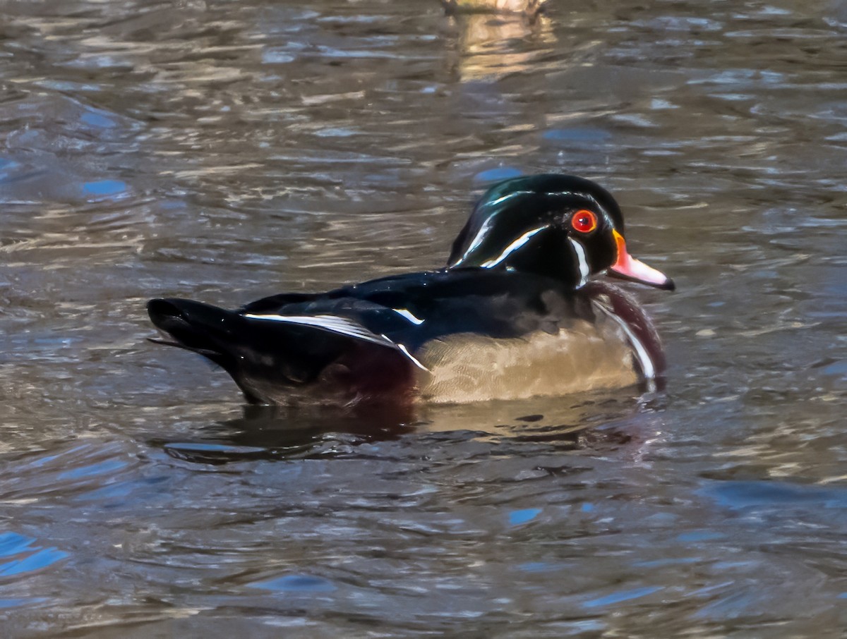 Ahate karolinarra - ML644476662