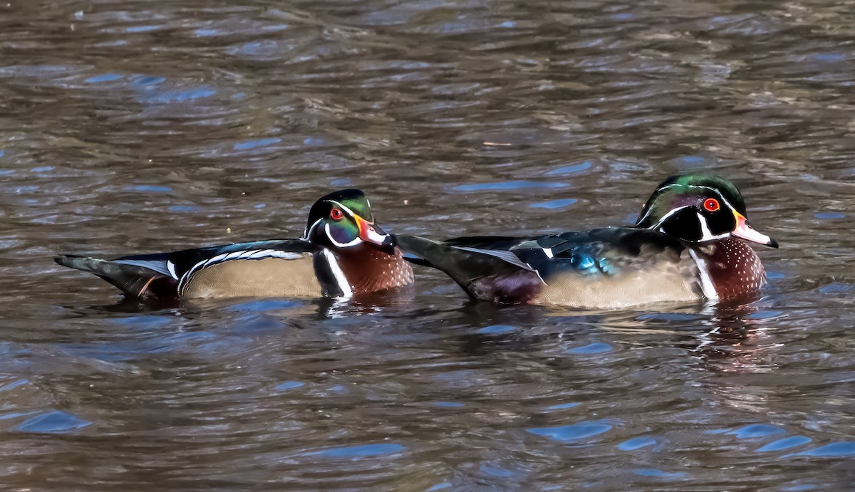 Ahate karolinarra - ML644476664