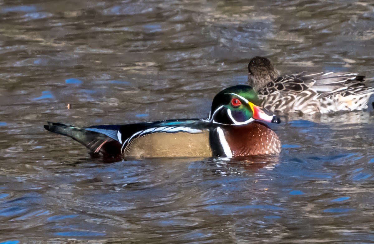 Ahate karolinarra - ML644476665