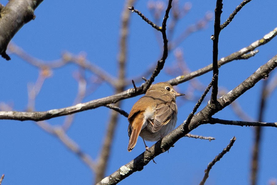 Hermit Thrush - ML644476666
