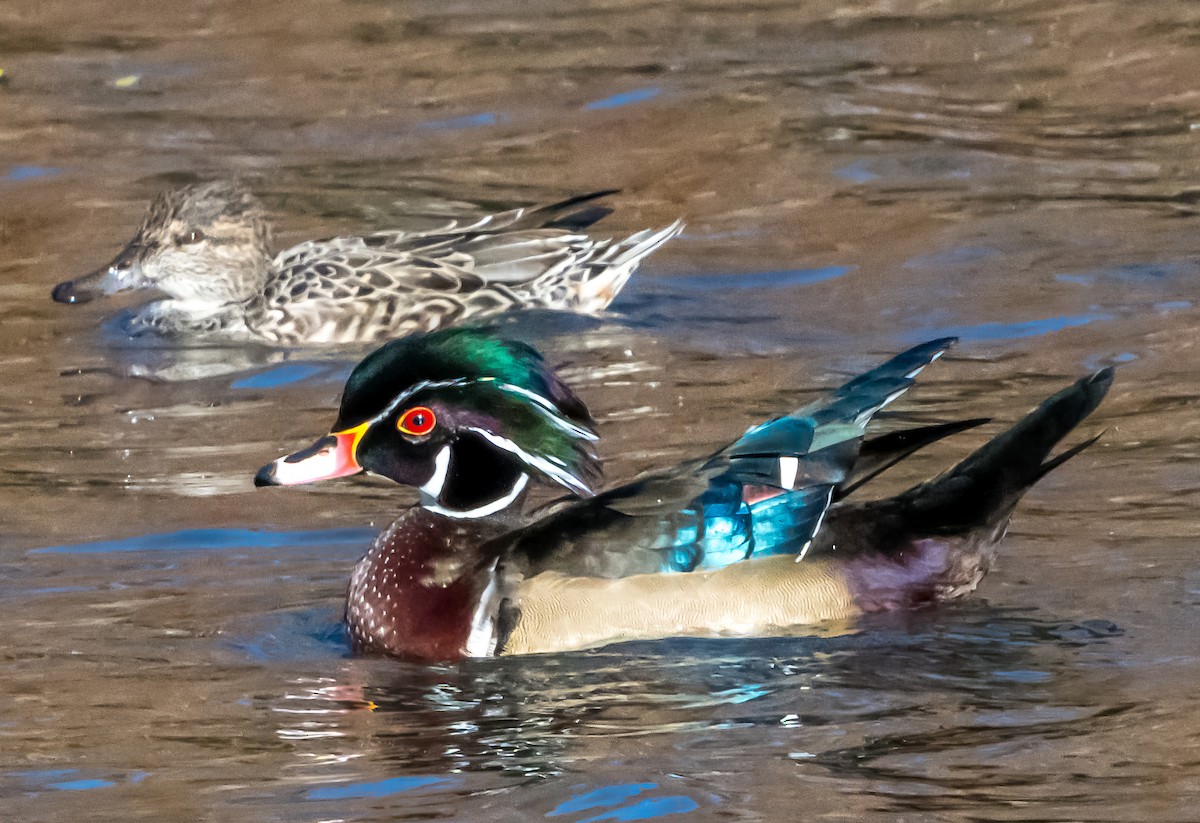 Ahate karolinarra - ML644476667