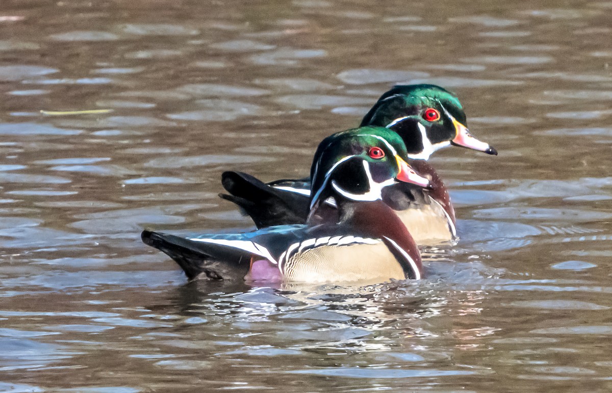 Ahate karolinarra - ML644476668