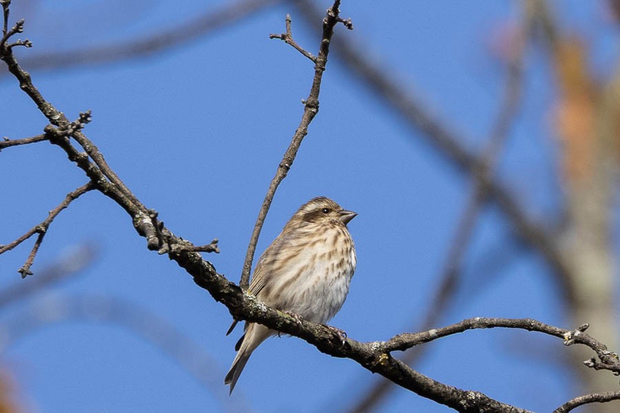 Purple Finch - ML644476670