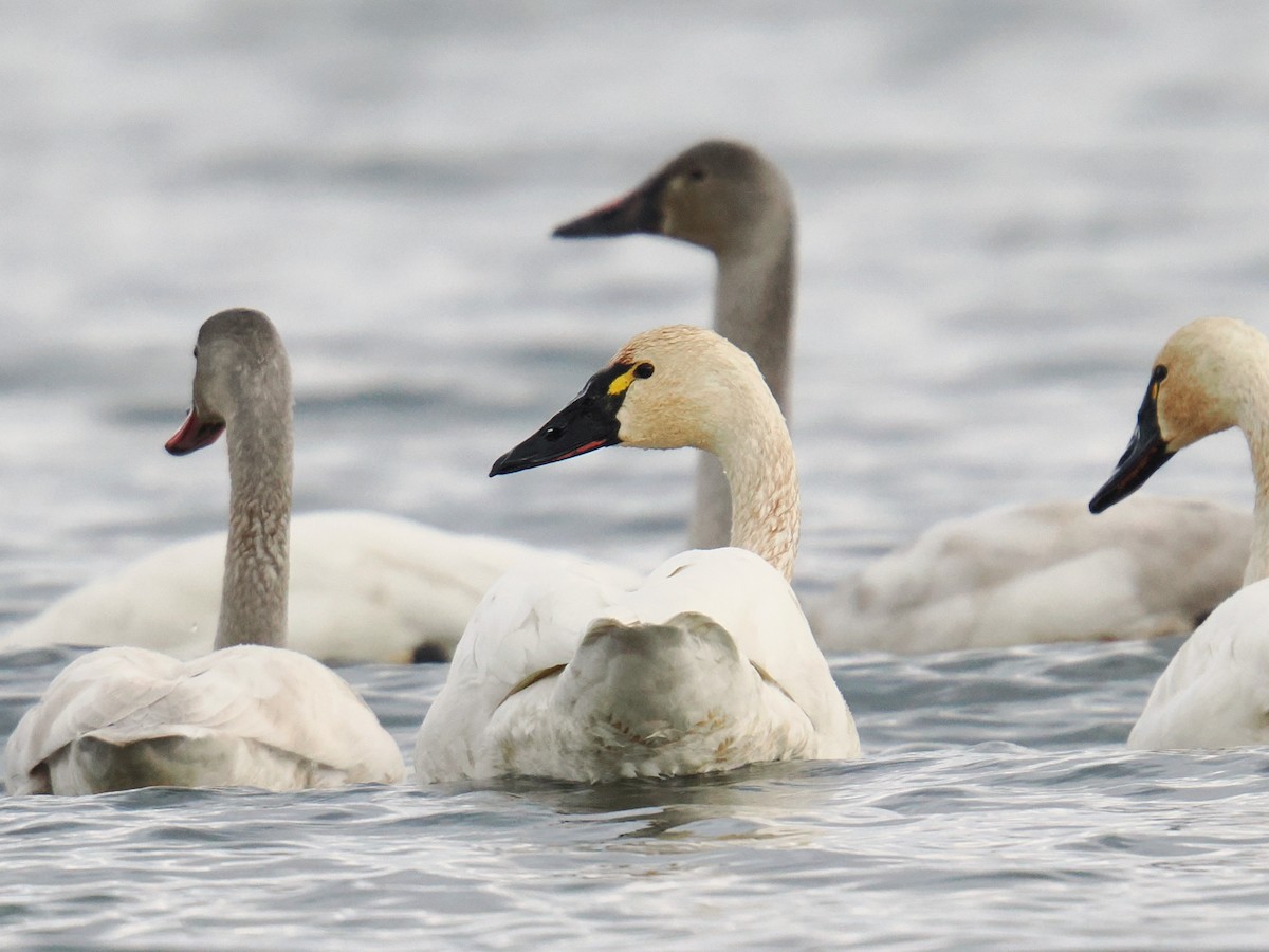 Beltxarga txistularia - ML644476671