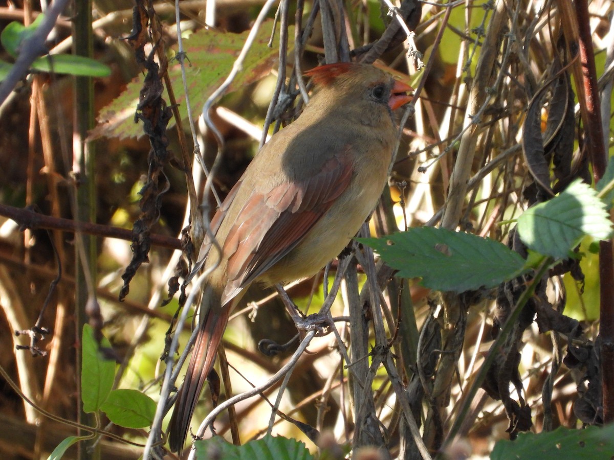 Kardinal arrunta - ML644476672