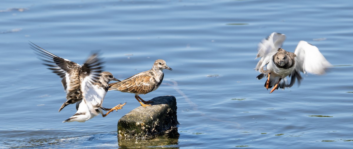 Harri-iraulari arrunta - ML644476673