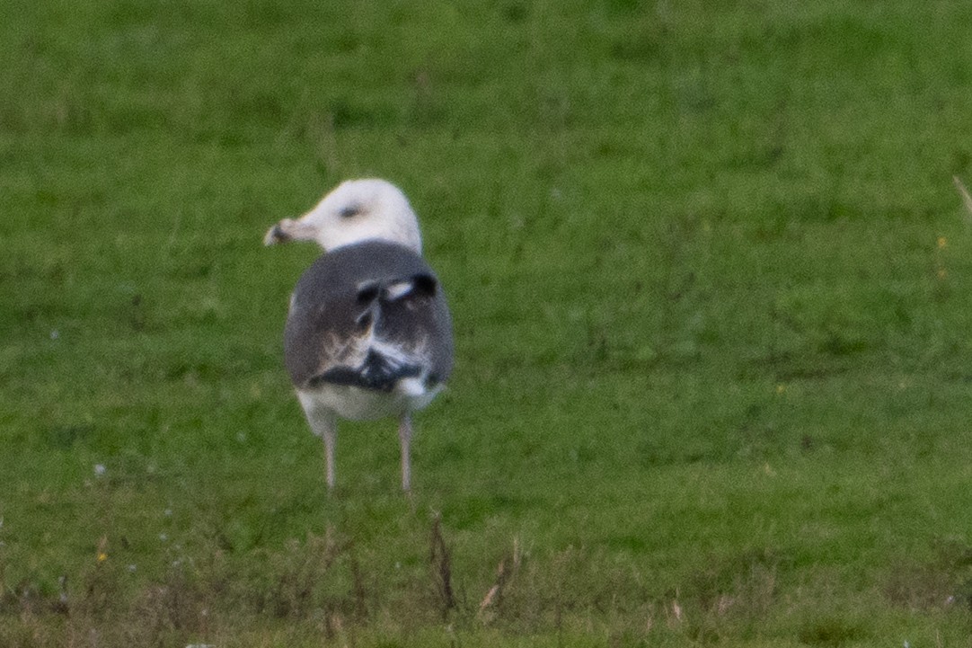 Kaio beltza - ML644476674