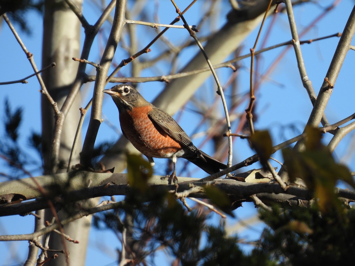 Zozo papargorria - ML644476675