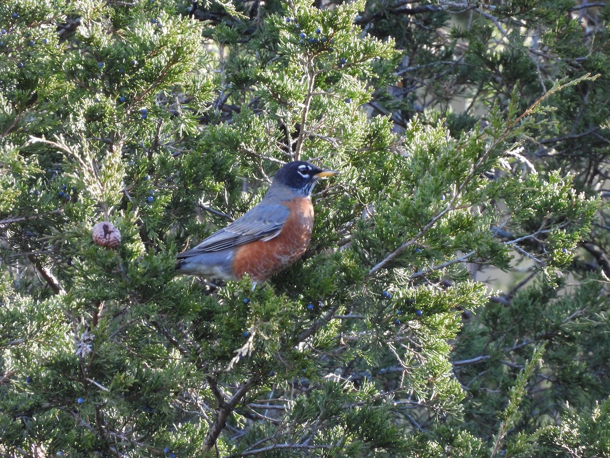 Zozo papargorria - ML644476676