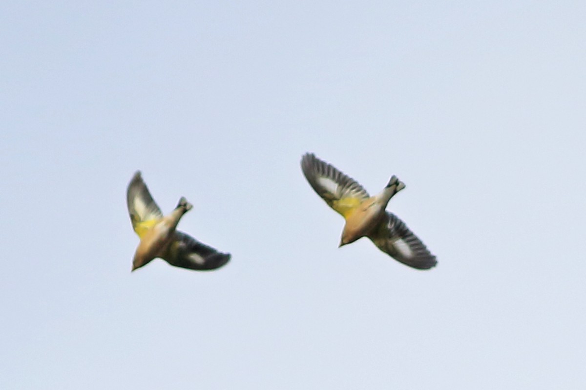 キビタイシメ - ML644476679