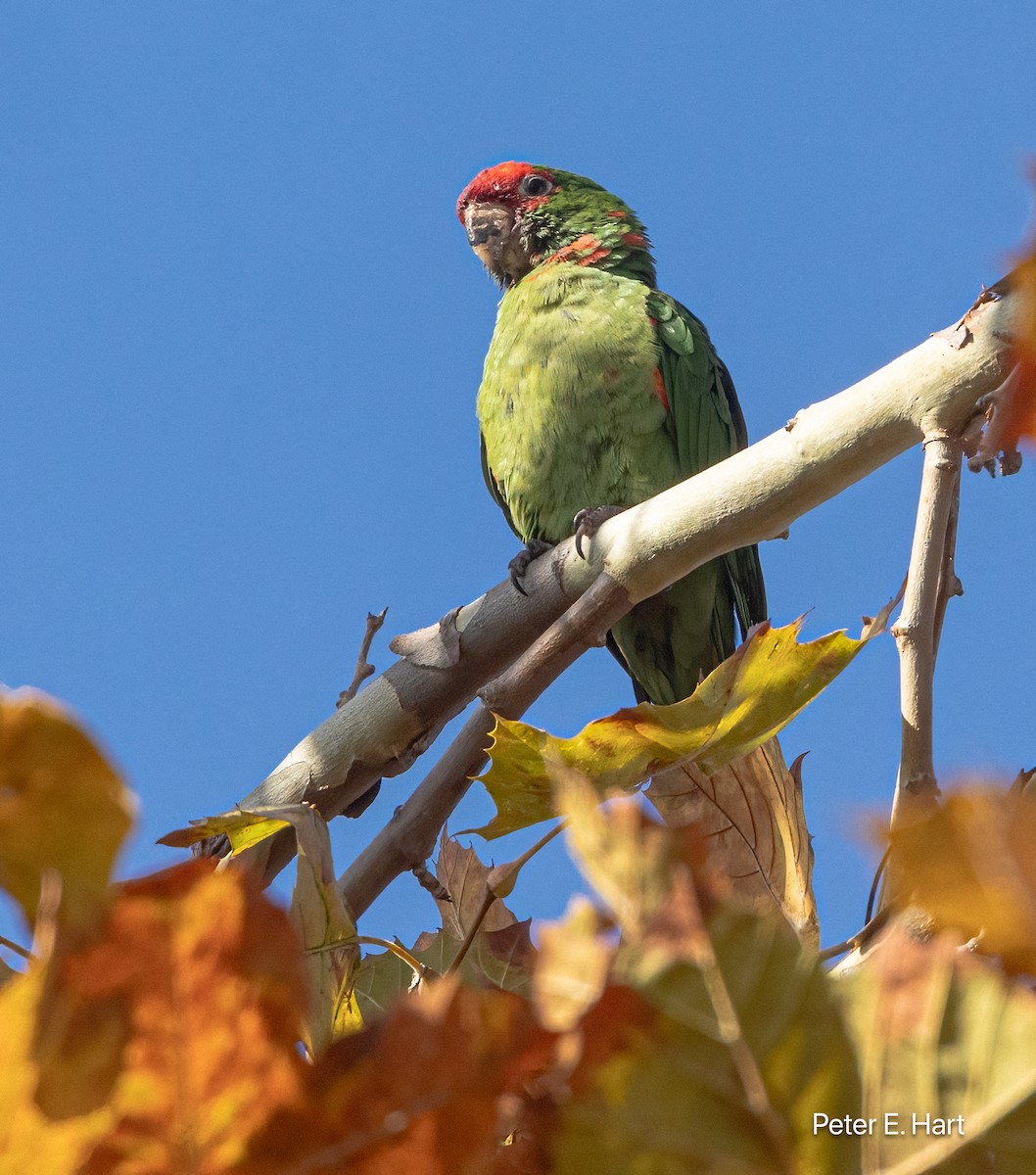 Alev Başlıklı Papağan - ML644476685