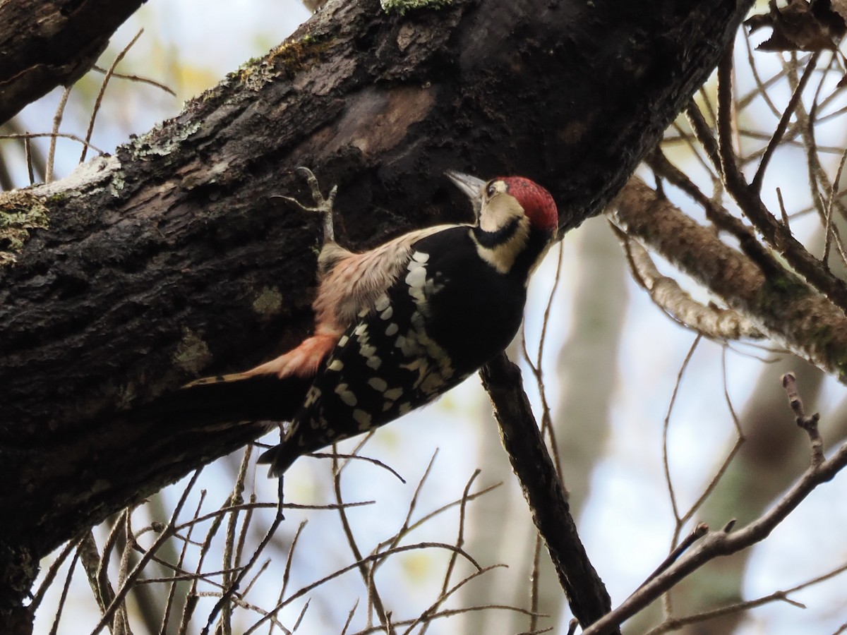 Хондлой цагаан тоншуул - ML644476689