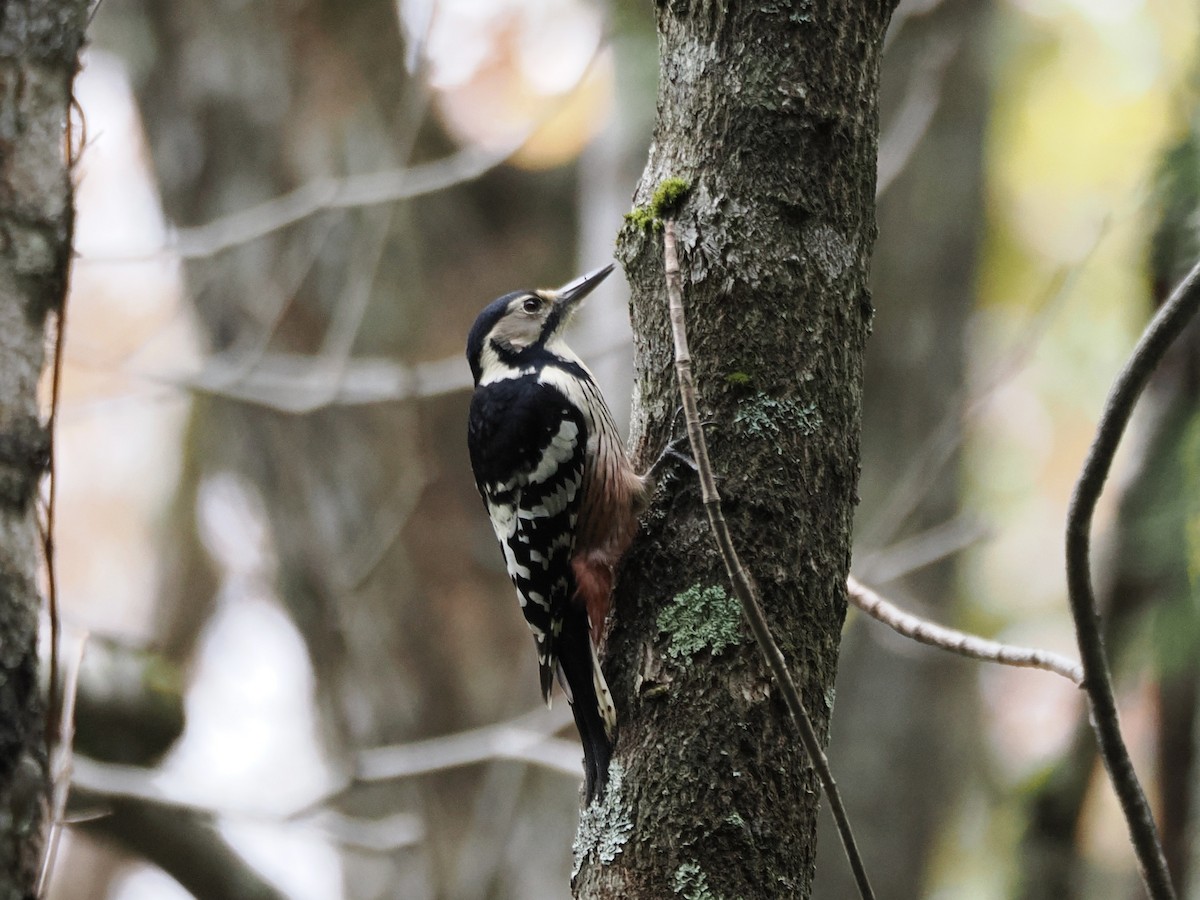 Хондлой цагаан тоншуул - ML644476690