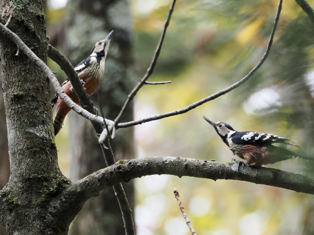 Хондлой цагаан тоншуул - ML644476691