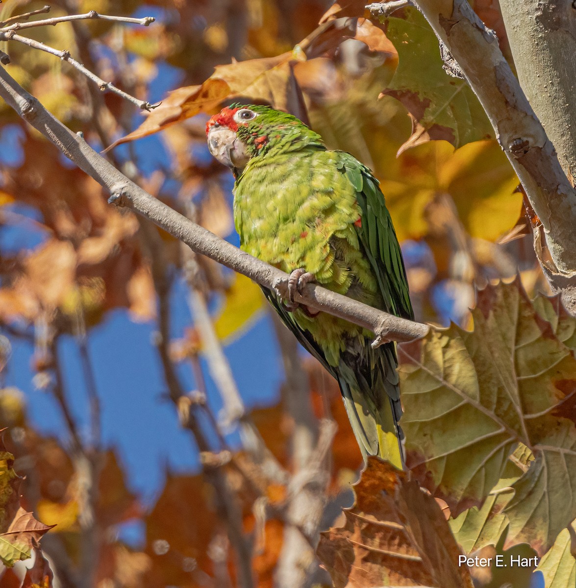 Alev Başlıklı Papağan - ML644476694