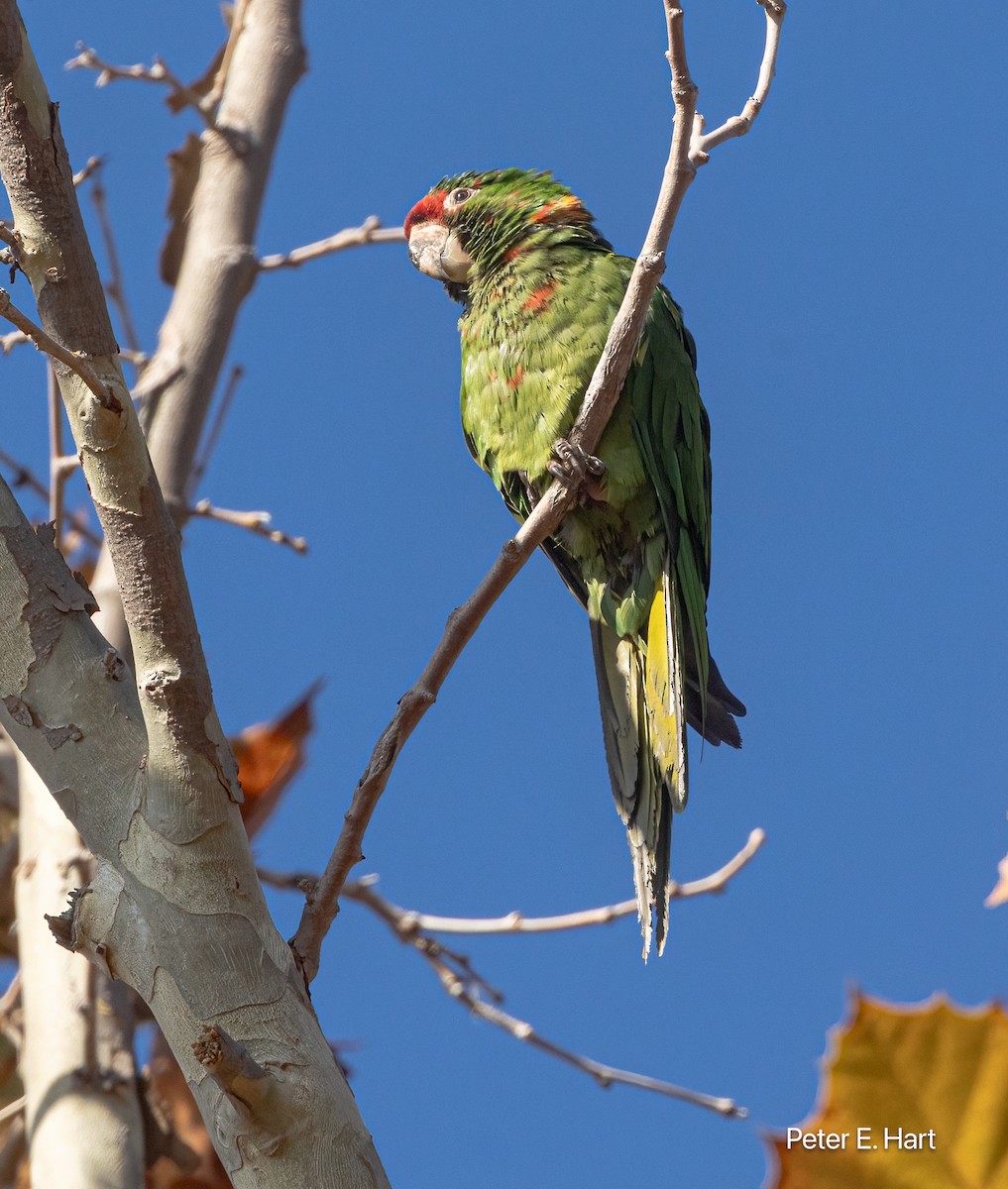 Alev Başlıklı Papağan - ML644476695