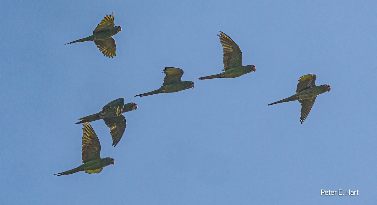 Alev Başlıklı Papağan - ML644476696