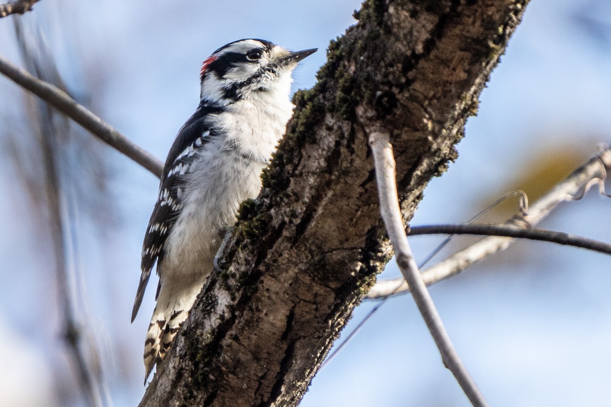 Downy Woodpecker - ML644476698