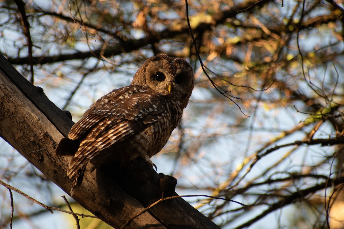 Chouette tachetée (lucida) - ML644476710