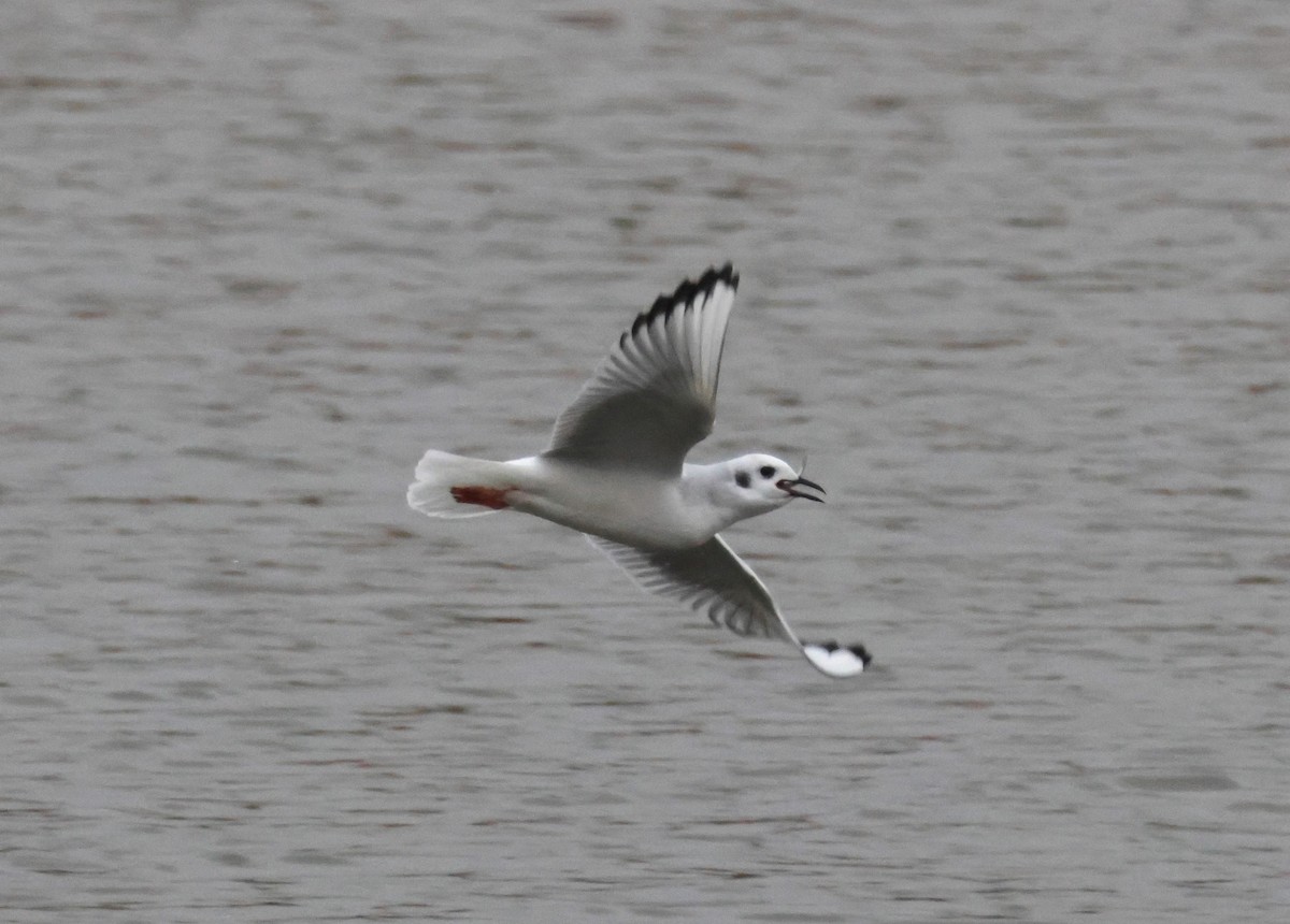 Bonaparte's Gull - ML644476717
