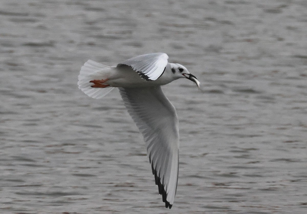 Bonaparte's Gull - ML644476721