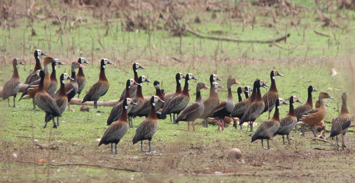 シロガオリュウキュウガモ - ML644476722