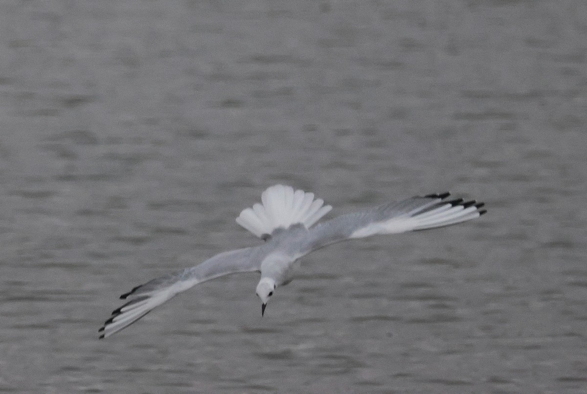 Bonaparte's Gull - ML644476727