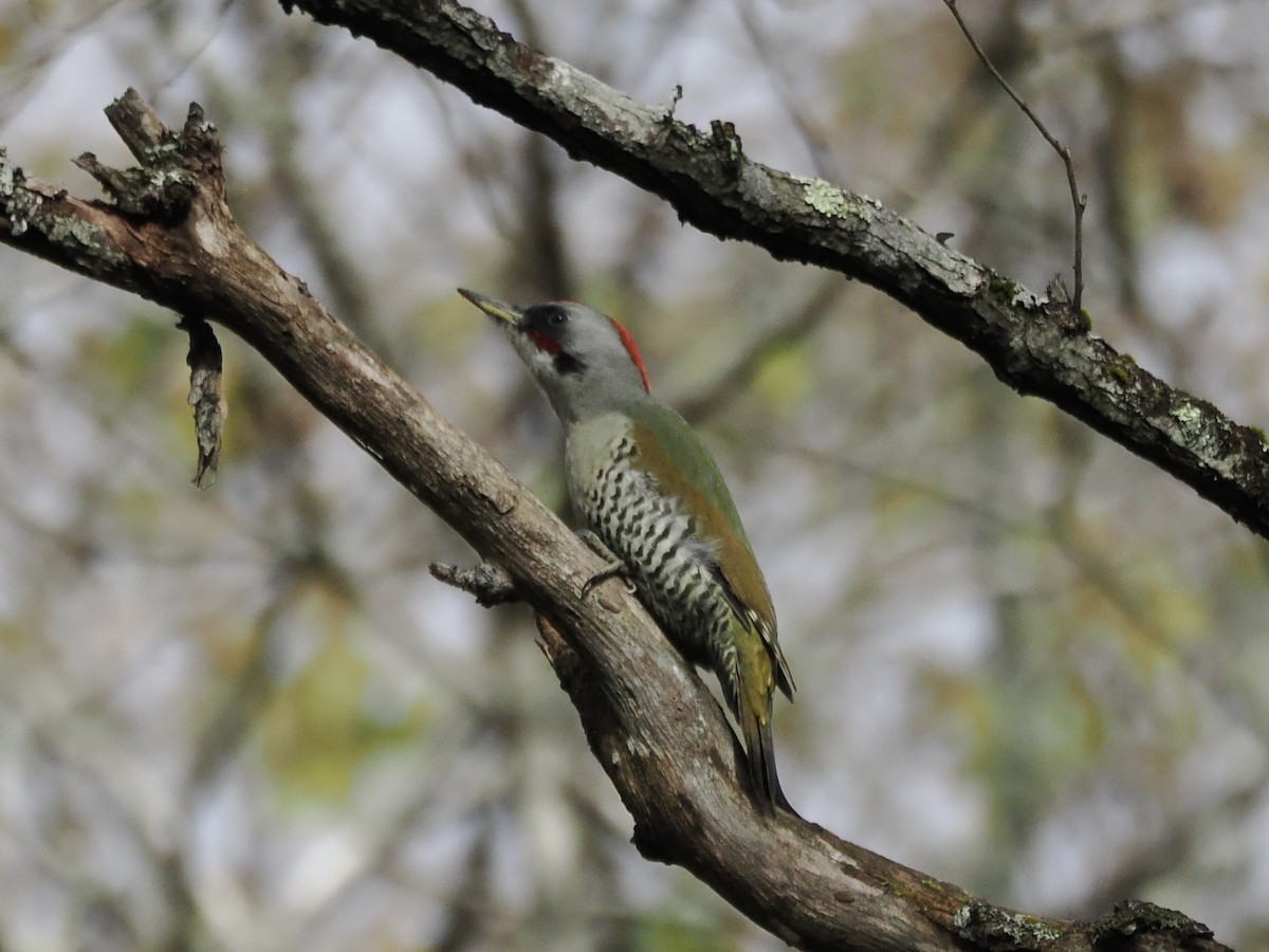 Japanese Woodpecker - ML644476728
