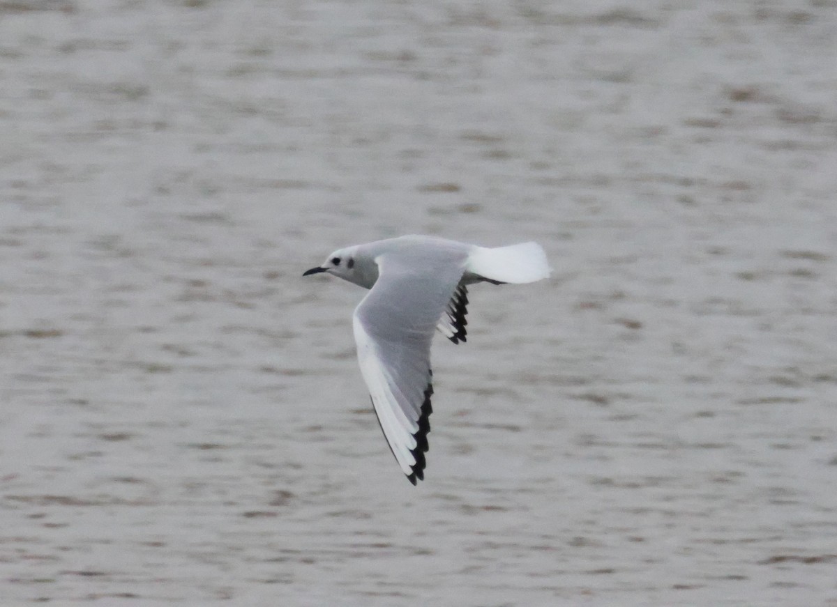 Bonaparte's Gull - ML644476732