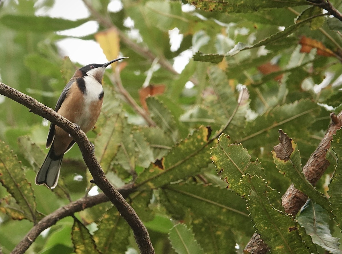 Eastern Spinebill - ML644476734