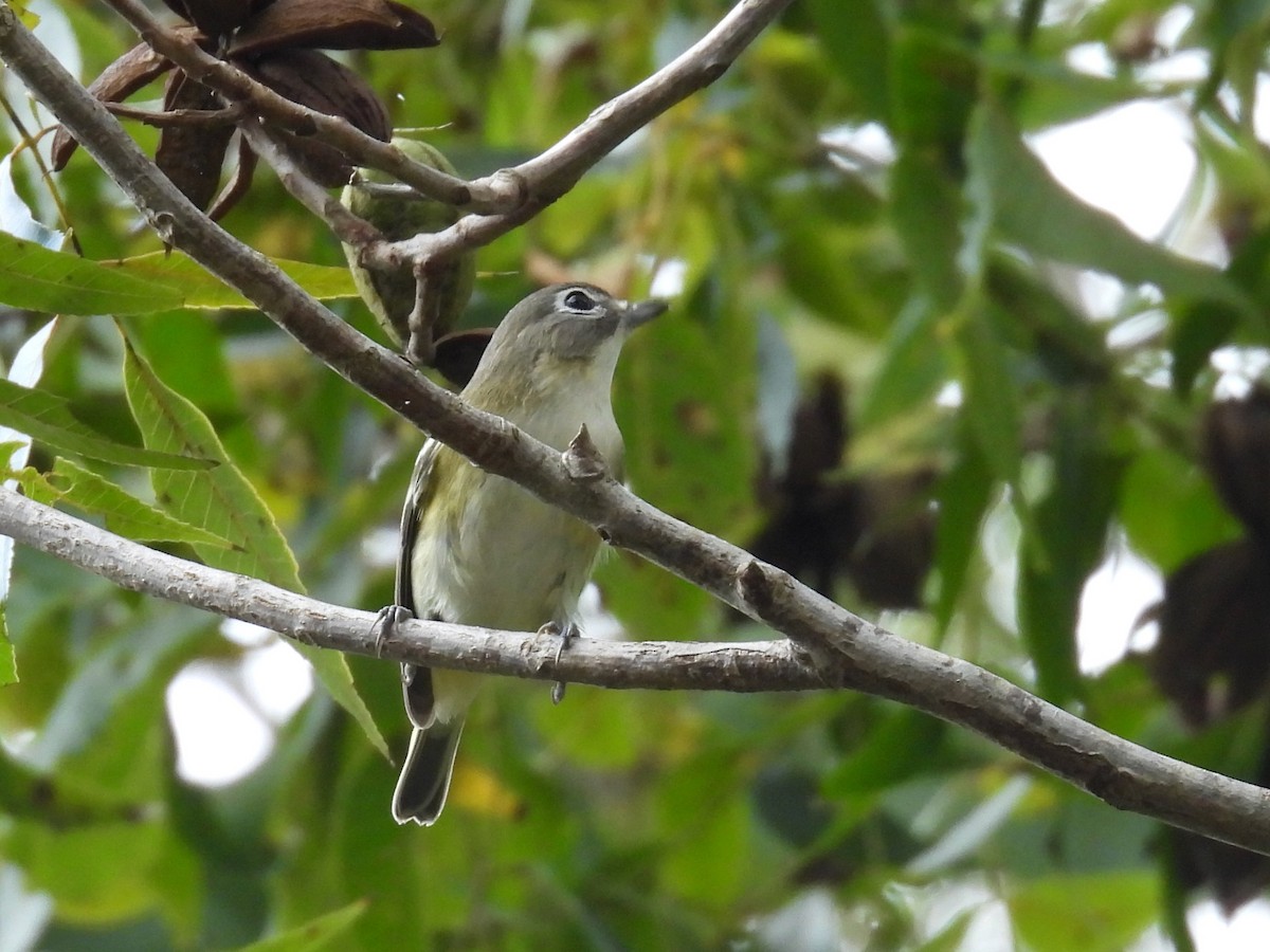 Blue-headed Vireo - ML644476751