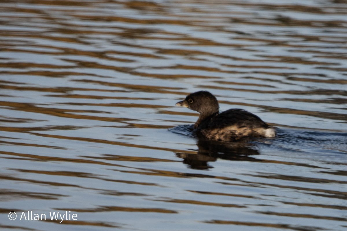 Pied-billed Grebe - ML644476752