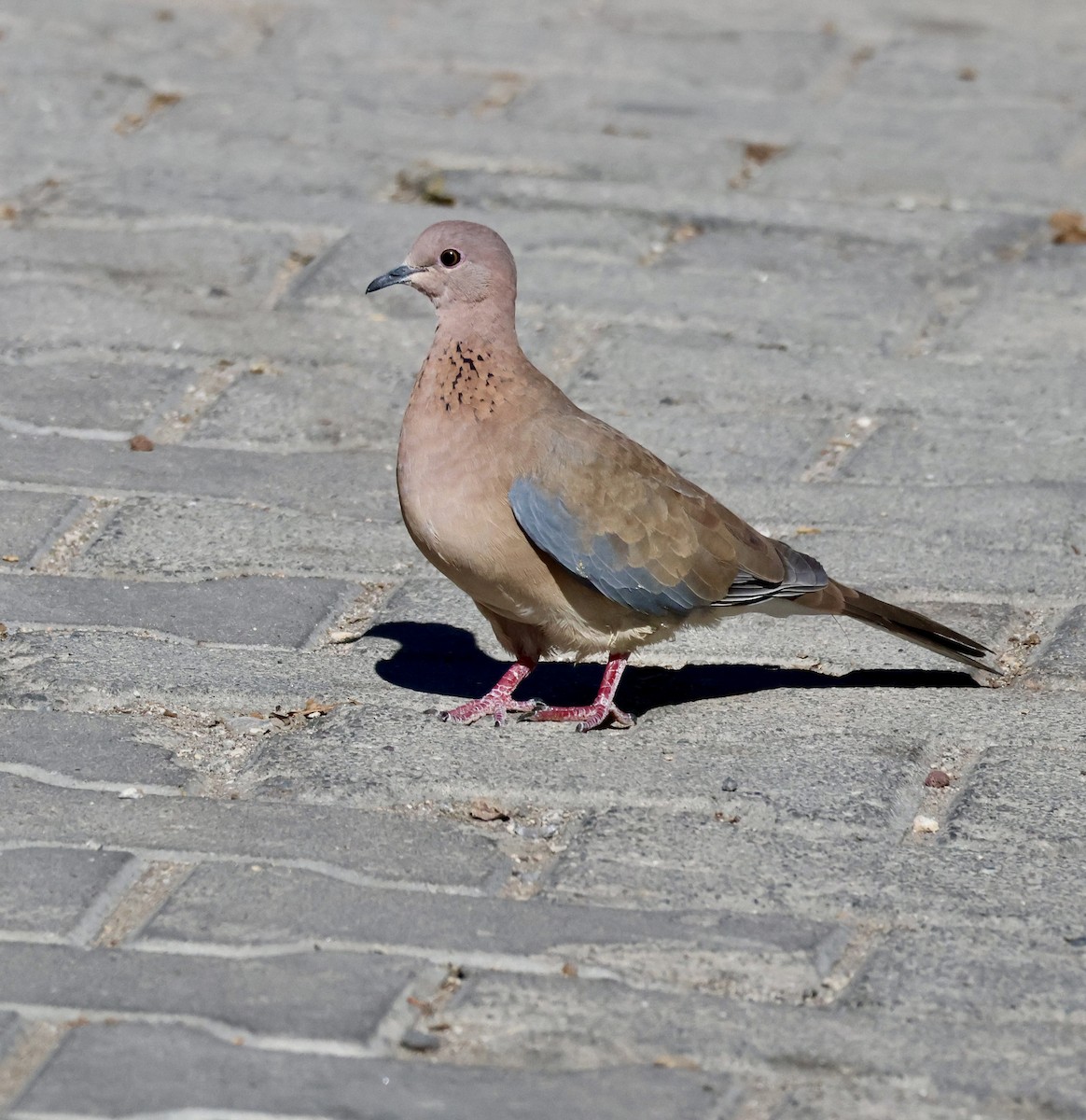 Малая горлица - ML644476753