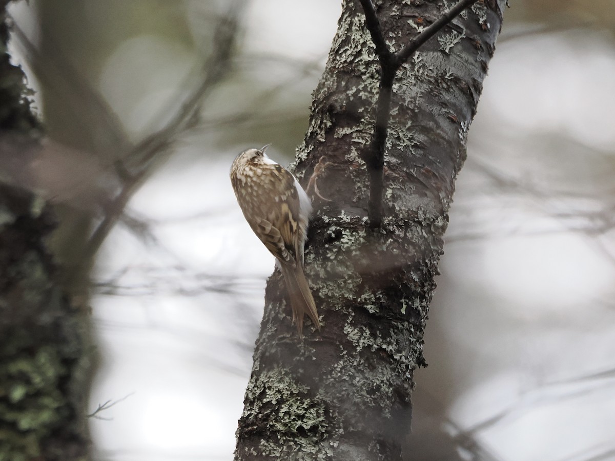 Хөвчийн бялзуумар - ML644476760