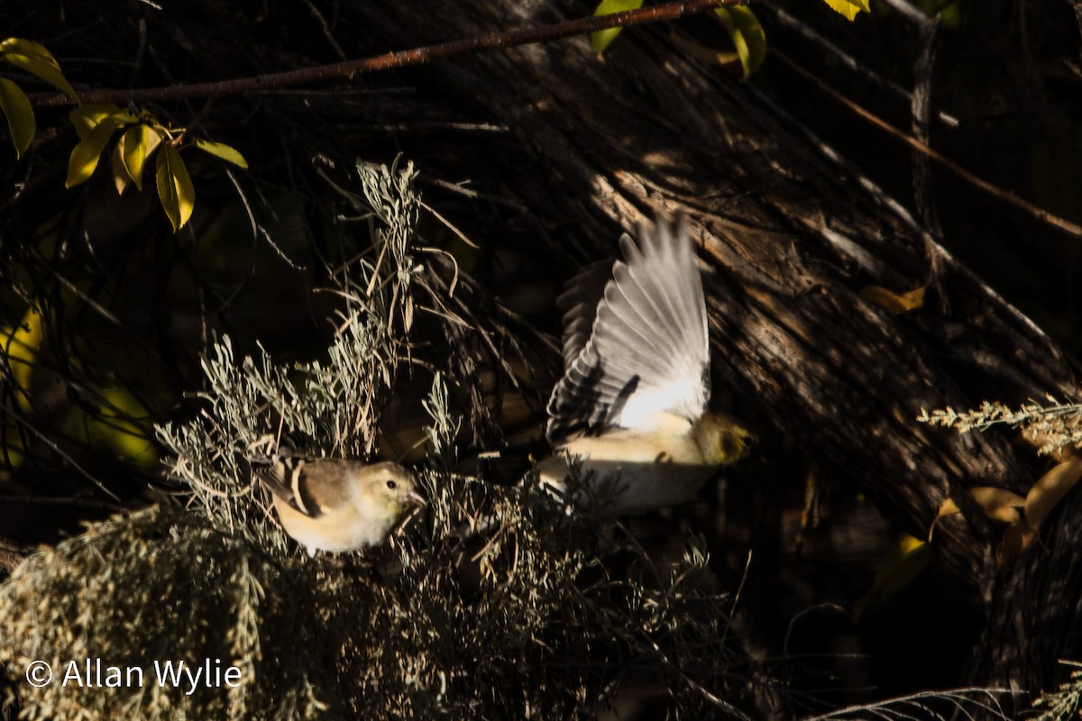 American Goldfinch - ML644476763