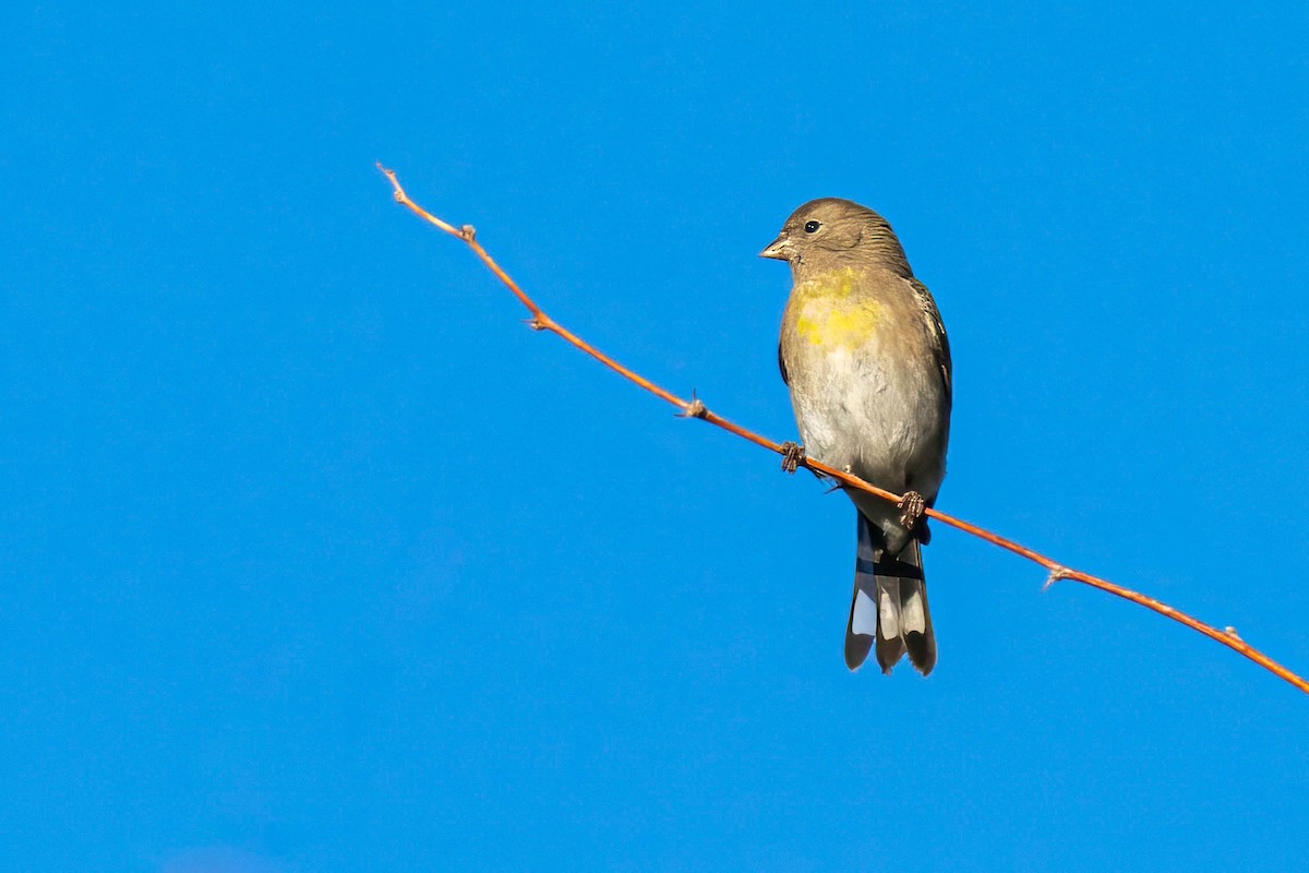 gråstillits - ML644476768