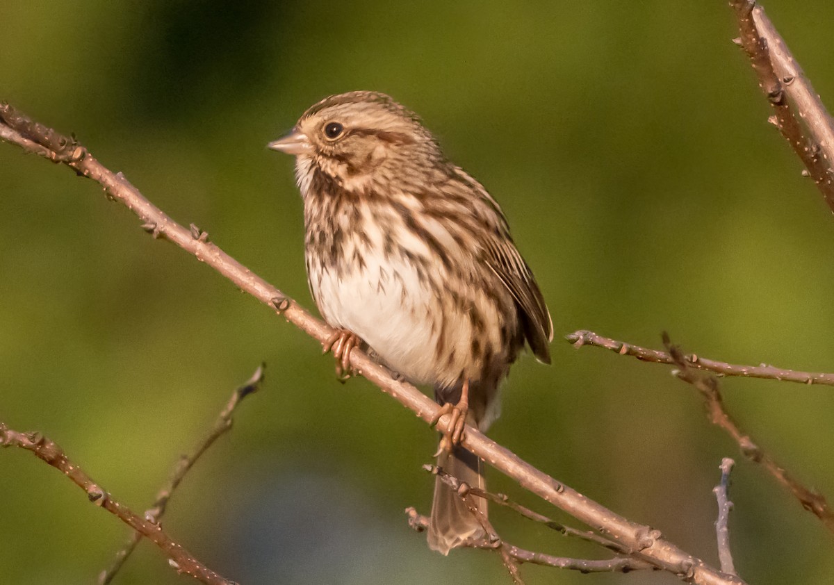 sangspurv (melodia/atlantica) - ML644476788