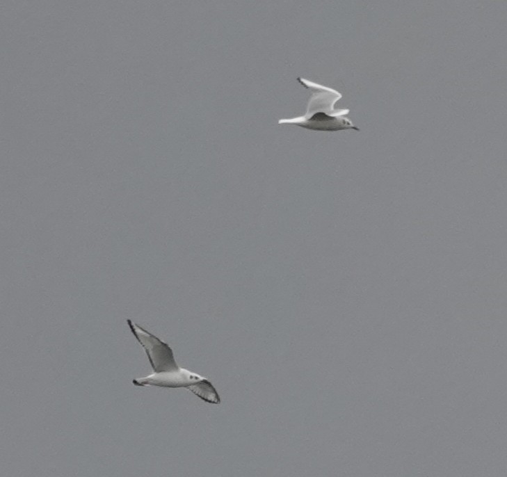 kanadahettemåke - ML644476793