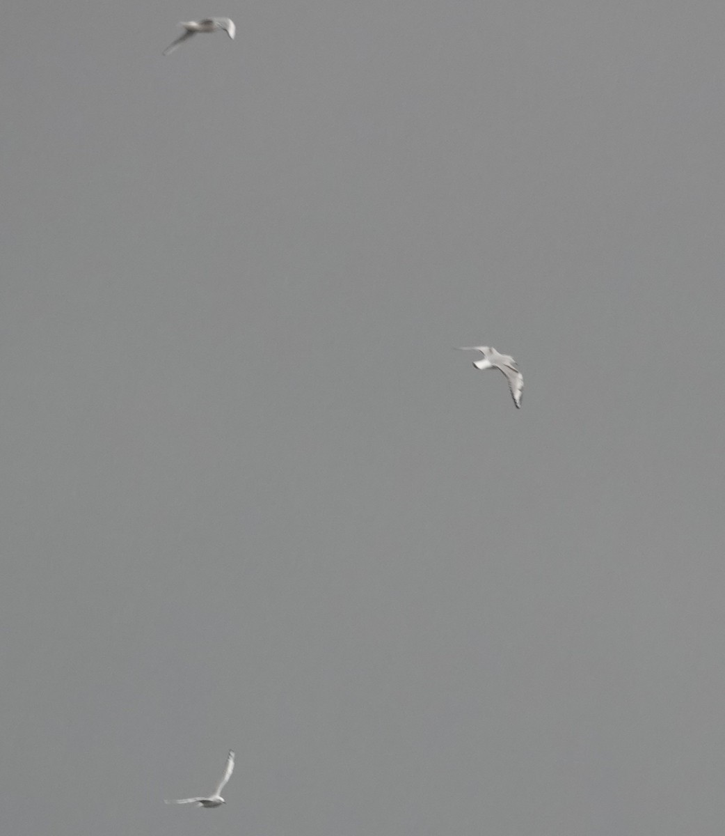 kanadahettemåke - ML644476794