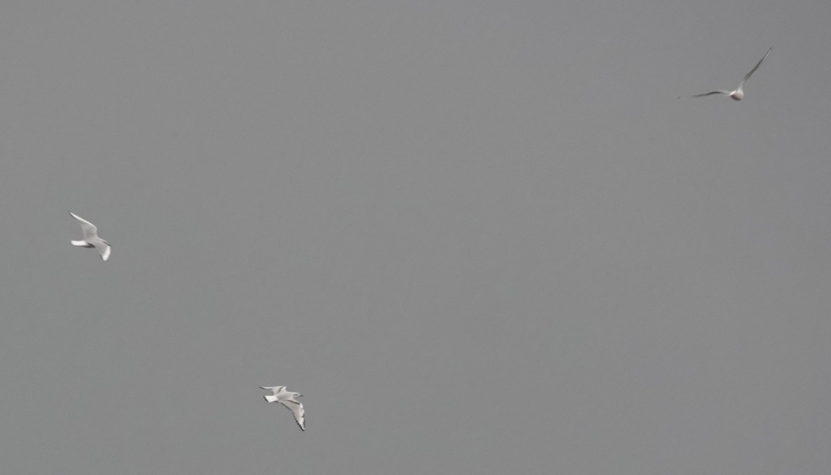 kanadahettemåke - ML644476795