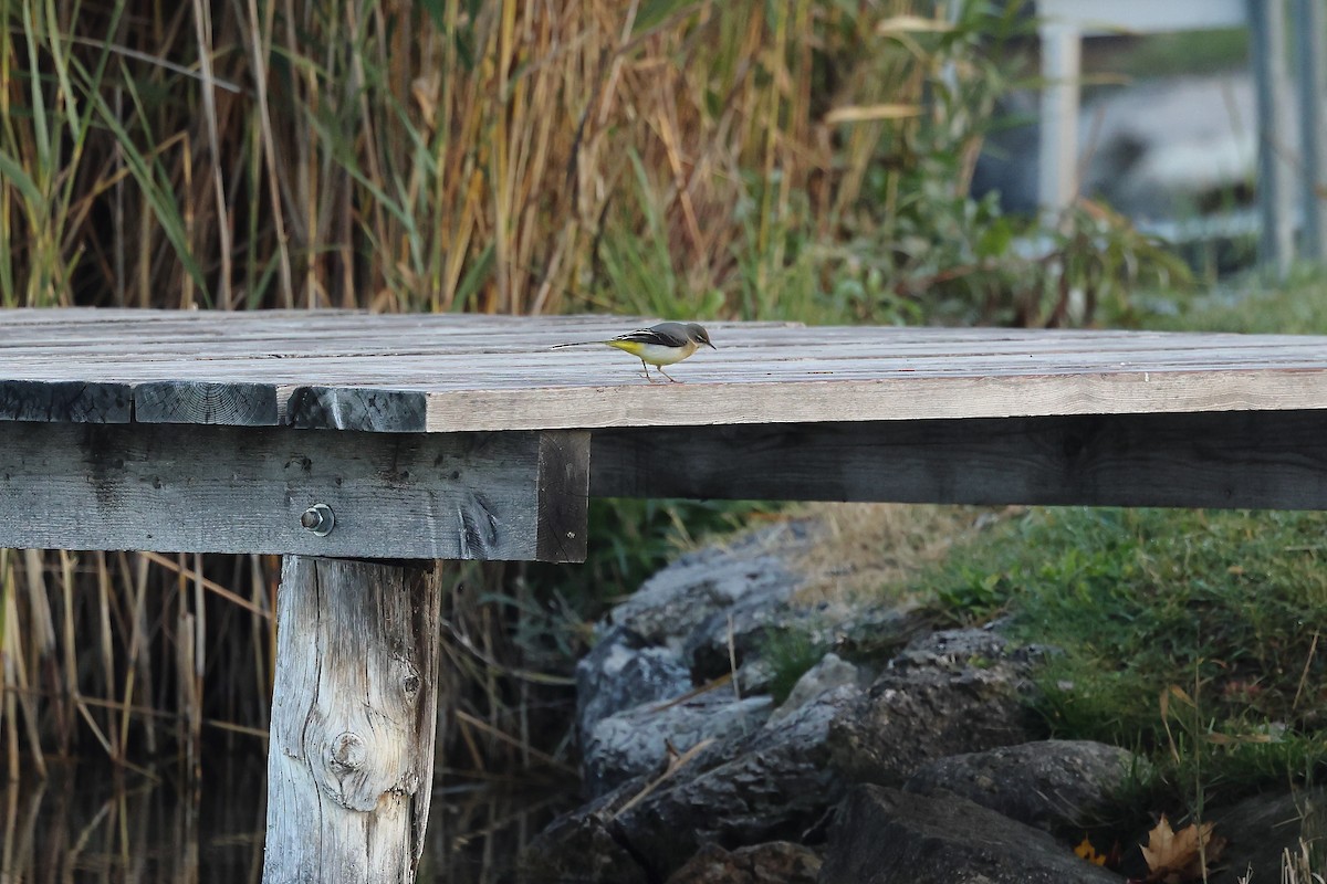 vintererle - ML644476796