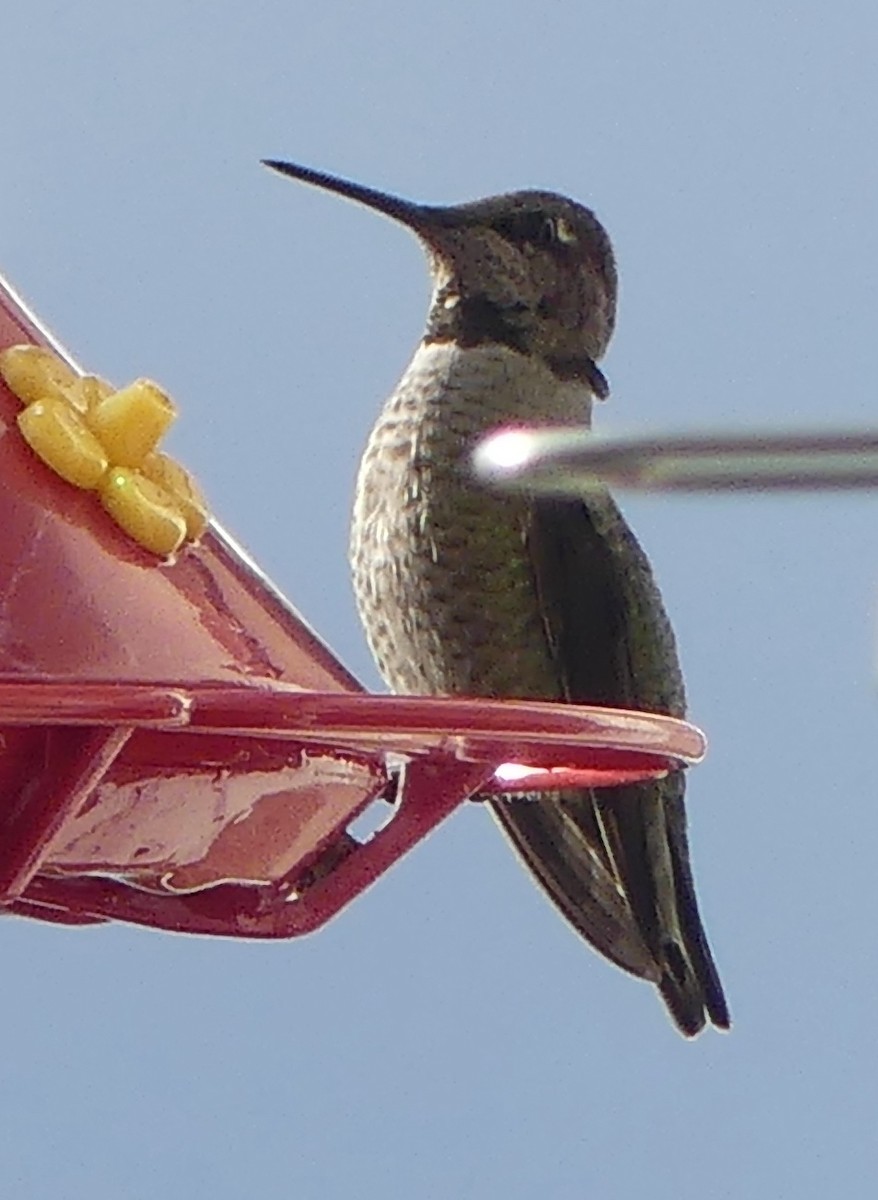 rødmaskekolibri - ML644476797