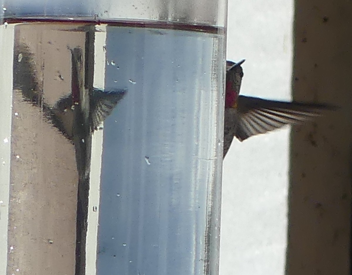 rødmaskekolibri - ML644476798