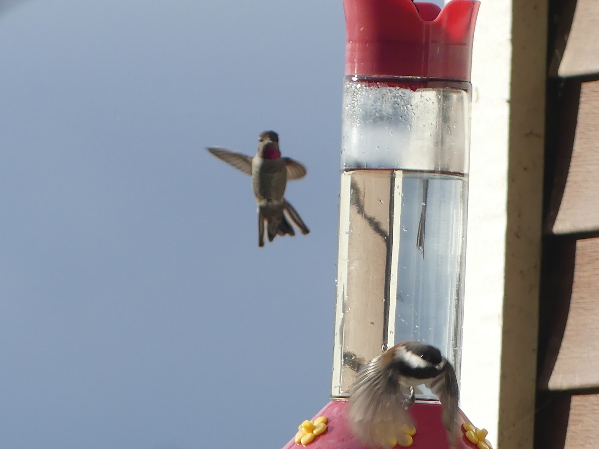 Anna's Hummingbird - ML644476800