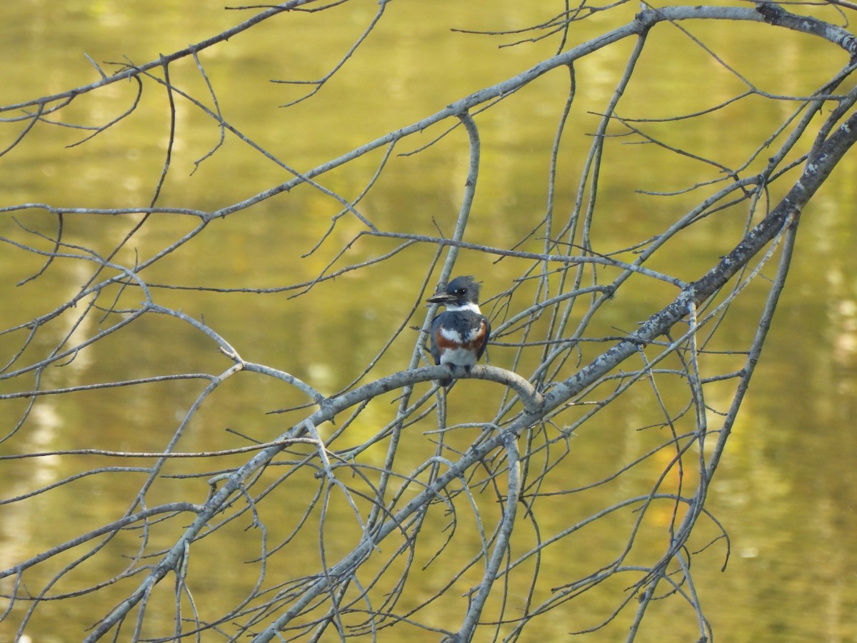 belteisfugl - ML644476801