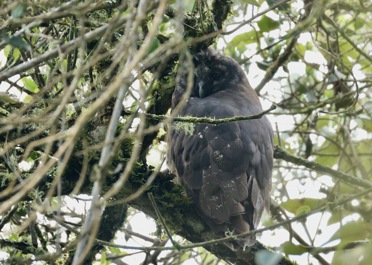 styksugle - ML644476802